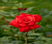 2020 09 01 LyndaleParkRoseGarden 044